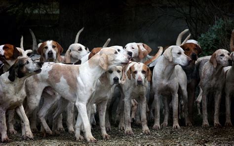 Podcast Cofre de leyendas El callejón de los perros zacatecas cajón