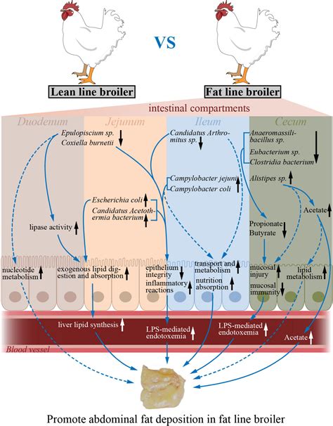 Frontiers Multi Omics Association Reveals The Effects Of Intestinal