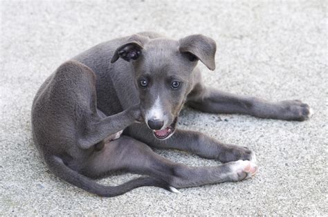 How Often Should You Deworm a Dog?