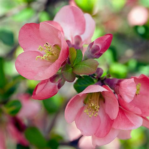 Spring-blooming shrubs | Garden Gate