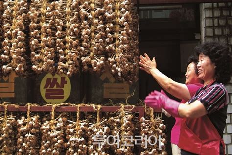 건강과 힐링을 말하다 단양마늘축제 7월 22 개막 투어코리아 No1 여행·축제 뉴스