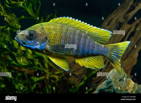 Lake Malawi Butterfly Cichlid Fairy Cichlid Aulonocara Jacobfreibergi