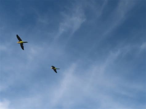 Monk Parakeet From Bosques De Aragon Cdad Nezahualc Yotl M X