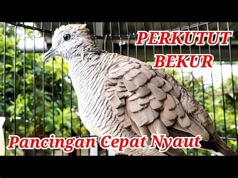 Perkutut Lokal Kerot Gacor Dan Bekur Suara Besar Cocok Buat Pancingan