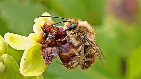 Orchids That Look Like Bees