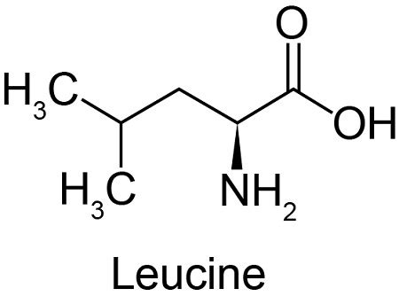 Write all five steps required for the synthesis of Leu-Ala from alanine and leucine. | Homework ...