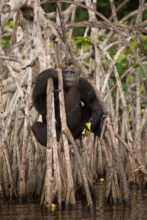 Free Photo | Chimpanzee in the nature habitat chimp in congo