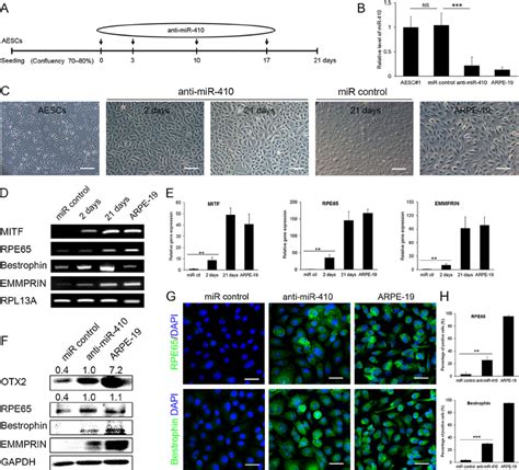 MiR 410 Inhibition Induces RPE Differentiation From Human AESCs A