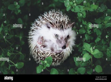 African Pygmy Hedgehog Stock Photo Alamy
