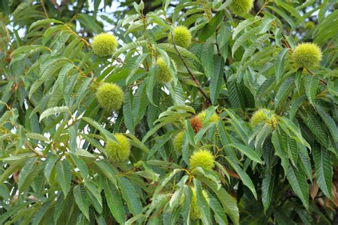 Returning The American Chestnut - The Long Island Conservancy