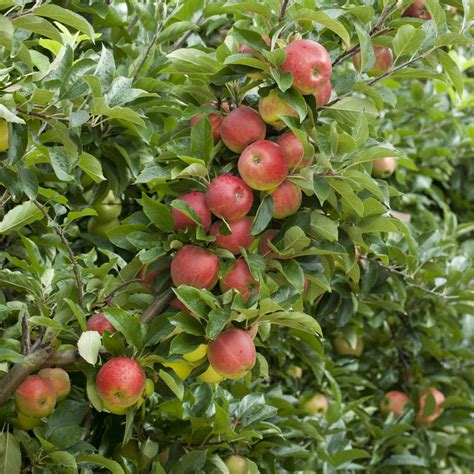 Apfel Elstar Baumschule Pflanzen de Große Bäume und Pflanzen