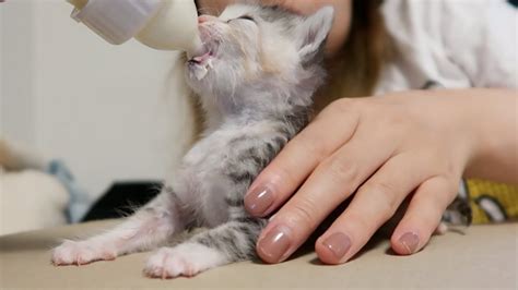 Rescued Baby Kitten Update Vlog September 2019 Youtube