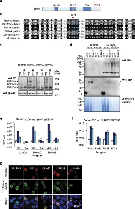 K674 Is The Major SUMOylation Site In FOXP2 A Schematic