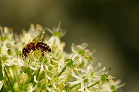 2560x1440 Wallpaper Black And Yellow Bee Peakpx