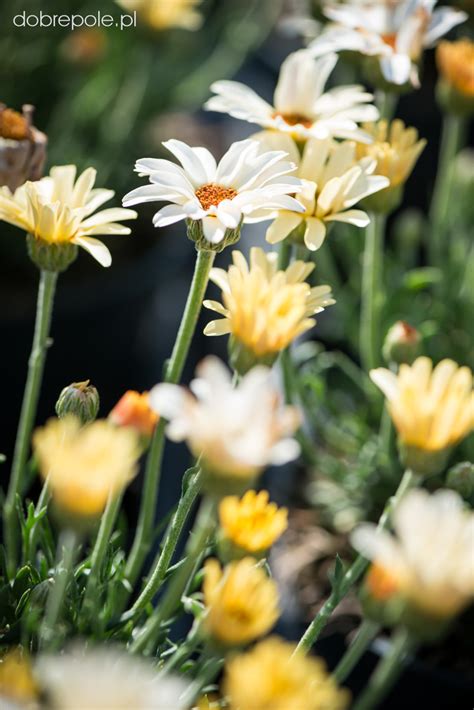 Szk Ka Bylin Dobrepole Rhodanthemum Hosmariense Zagora Yellow