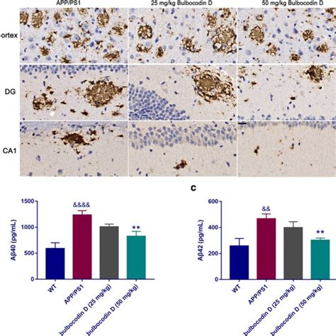 He Staining Of Hippocampus From App Ps1 Mice In Treated With Or Without