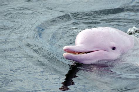 Pink River Dolphin Fun Facts for Divers and Ocean Lovers