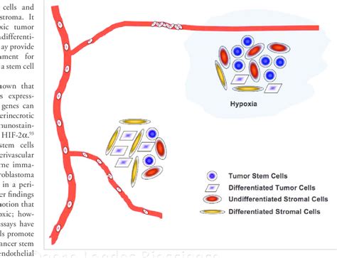 Hypoxia Facilitates The Evolution Of Cancer Stem Cell Niche Tumor Download Scientific Diagram