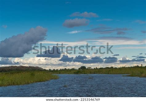 Mangrove Biome Often Called Mangrove Forest Stock Photo 2253146769 | Shutterstock