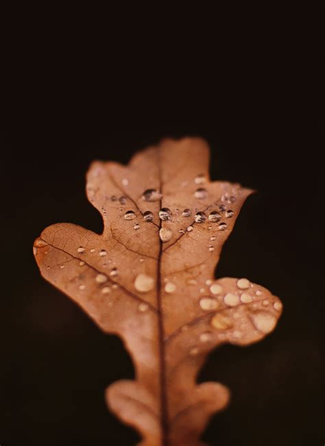 Outono Pingos De Chuva Folha Foto Gratuita No Pixabay Pixabay