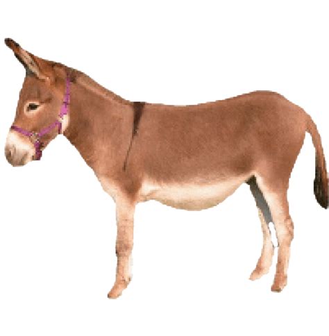 Fundo De Burro Png Png Mart