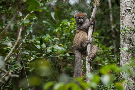 Eastern Lesser Bamboo Lemur | Sean Crane Photography