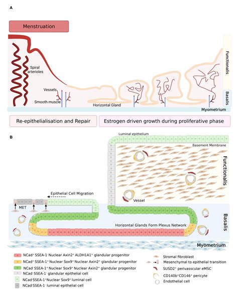 Figure 1 From Endometrial Stem Progenitor Cells Their Role In