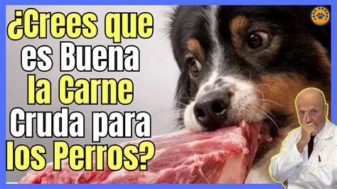 Puedes Alimentar A Los Perros Con Carne Cruda