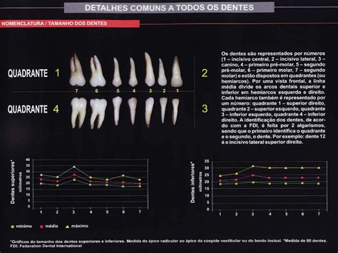 ANATOMIA DE DENTES PERMANENTES Anatomia E Escultura Dental