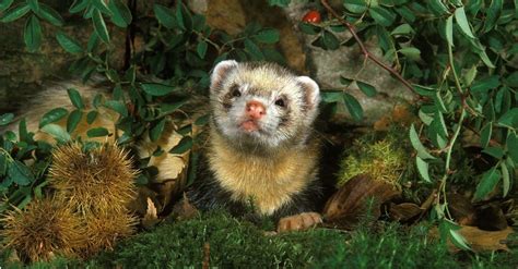 Ferret Colors: A Guide to Ferret Colors and Patterns - A-Z Animals