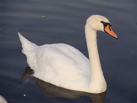 Cisne Bravo Origem Características Reprodução Habitat E Alimentação