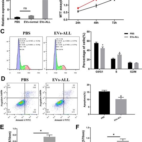 Mirna B P Regulates The Proliferation Apoptosis And Cell Cycle Of