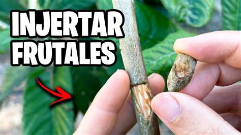 Como Hacer Injertos En Arboles Frutales Facilisimo