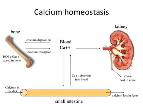 Calcium metabolism