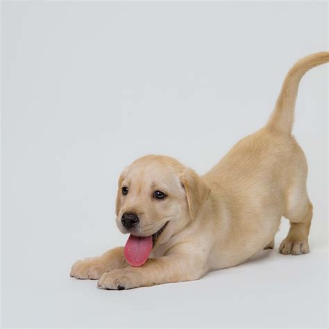 6 Types of Spaniels Who Will Instantly Love You, Experts Say - Parade Pets