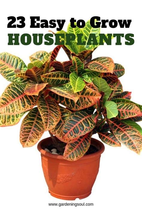 23 Easy To Grow Houseplants