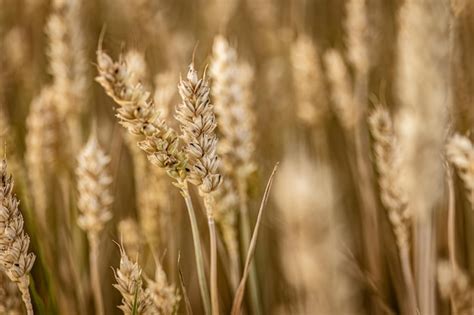 Detalhe de espigas de cevada orgânica em cultivo Foto Premium