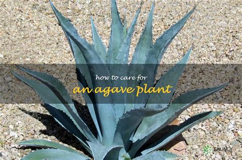 The Ultimate Guide To Caring For An Agave Plant Shuncy