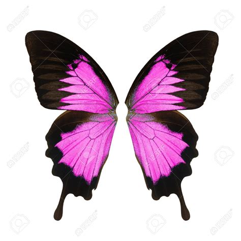 Pink Butterfly Wings AB5