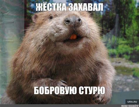 Создать мем "огромный бобр, всем бобра, смешные бобры" - Картинки ...
