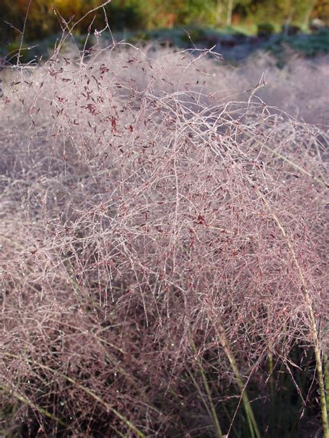 Deschampsia flexuosa Wavy Hair Grass | Garden Center Marketing