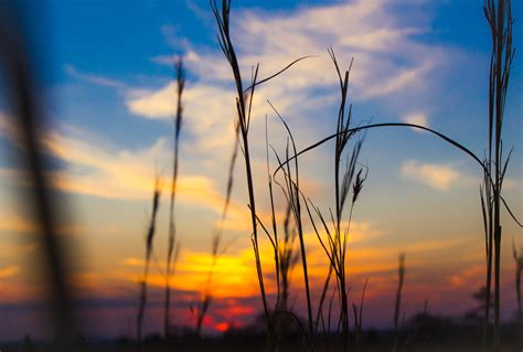 Free Images Tree Nature Horizon Light Cloud Sun Sunrise Field