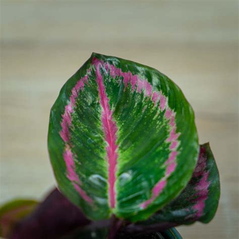 Calathea Roseopicta Illustris Baby Ma A Szklarnia