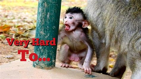 Oops What Happen To Baby Monkey Baby Very Hard To Replacement