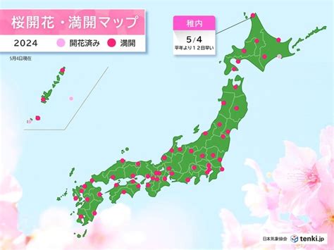 稚内で桜が満開 平年より12日早く 開花から3日で満開気象予報士 日直主任 2024年05月04日 日本気象協会 Tenkijp