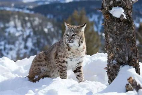 Wild Cats of North America: A Closer Look - Nature Roamer