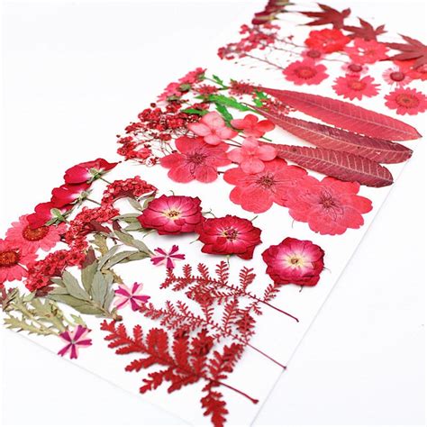 A Pack Of 16 18 PCS Dried Flat Flower Packs Pressed Flowers Etsy