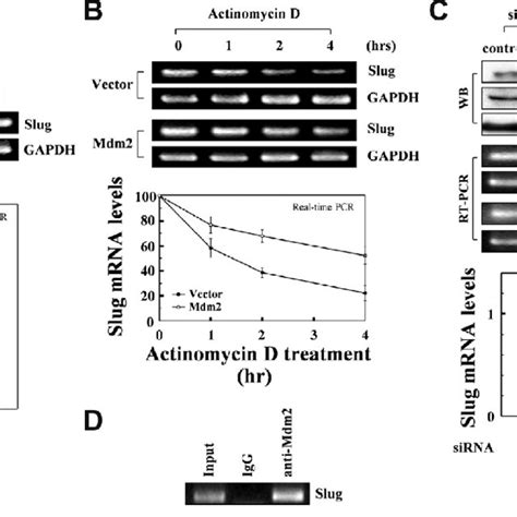 Mdm Binds To The Slug Mrna And Increases Its Stability A The Levels