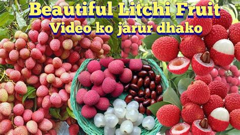 Litchi Farming Ka Profits Dekho Is Video Mey Farming Kiliya Bohat Accha