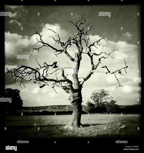 Old Dead Tree In Field Stock Photo Alamy
